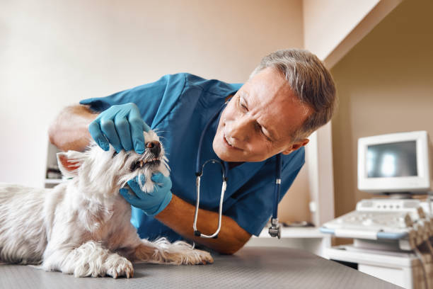 Best Mobile Emergency Dentist in Cadillac, MI